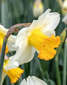 X 100 NARCISSUS ORANGE SUNSET