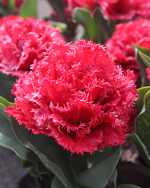 X 100 TULIPA BENDIGO