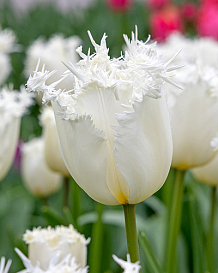X 100 TULIPA CRICKO