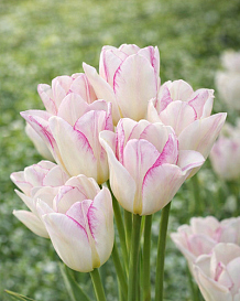X 100 TULIPA EMILIE