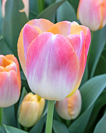 X 100 TULIPA KUNYUN