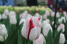 X 100 TULIPA ONE DIRECTION