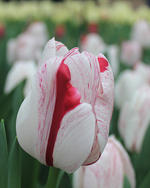 X 100 TULIPA ONE DIRECTION