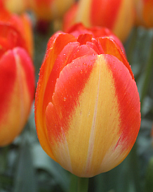 X 100 TULIPA PRINZ ARMIN