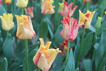 X 100 TULIPA STRIPED CROWN