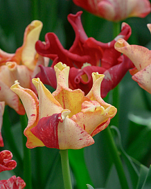 X 100 TULIPA STRIPED CROWN