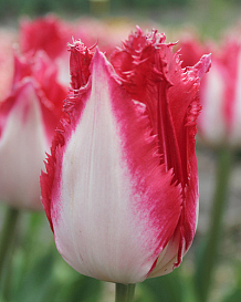 X 100 TULIPA SWEET SIMONE