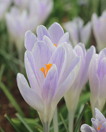 X 250 CROCUS CANDLELIGHT
