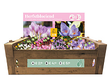 OPZETDOOS 4 X 15 NAJAARSBLOEIERS