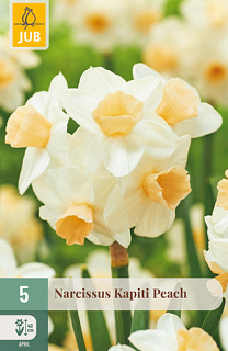 X   5 NARCISSUS KAPITI PEACH