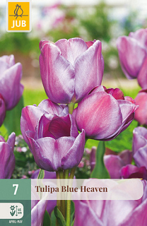 X   7 TULIPA BLUE HEAVEN