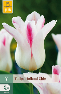 X   7 TULIPA HOLLAND CHIC