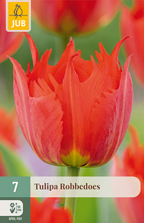 X   7 TULIPA ROBBEDOES