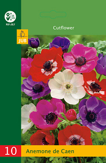 X 10 ANEMONE DE CAEN MIX NJ