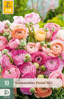 X 10 RANUNCULUS PASTEL MIX NJ