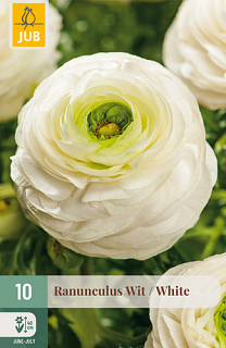 X 10 RANUNCULUS WIT NJ
