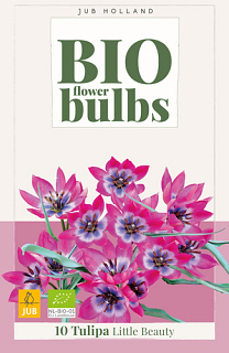 X  10 TULIPA LITTLE BEAUTY - BIO
