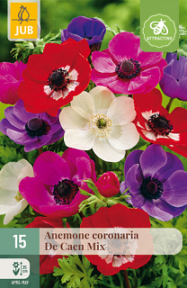 X 15 ANEMONE CORONARIA DE CAEN MIX NJ