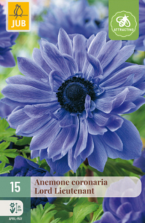 X 15 ANEMONE CORONARIA LORD LIEUTENANT NJ