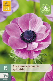 X 15 ANEMONE CORONARIA SYLPHIDE NJ
