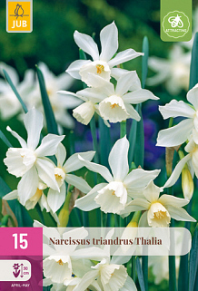 X 15 NARCISSUS TRIANDRUS THALIA