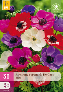X 30 ANEMONE CORONARIA DE CAEN MIX NJ