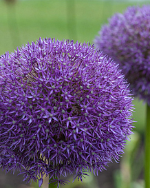X   25 ALLIUM PINBALL WIZARD