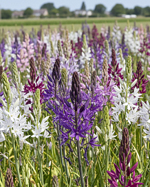 X   25 CAMASSIA MIX