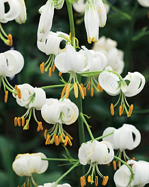 X   25 LILIUM MARTAGON SNOWY MORNING