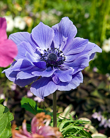 X 100 ANEMONE CORONARIA LORD LIEUTENANT