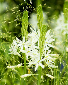 X 100 CAMASSIA LEICHTLINII SACAJAWEA