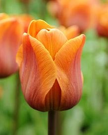X 100 TULIPA CAIRO