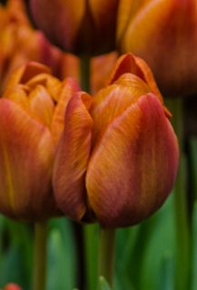 X 100 TULIPA CAIRO