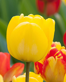X 100 TULIPA GOLDEN APELDOORN