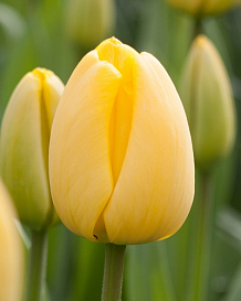 X 100 TULIPA GOLDEN APELDOORN