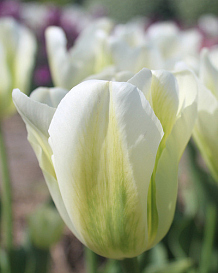 X 100 TULIPA GREEN SPIRIT