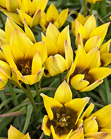 X 100 TULIPA LUCCA