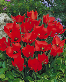X 100 TULIPA RED HUNTER