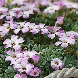 X 100 OXALIS ADENOPHYLLA 6/+