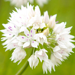 X 100 ALLIUM GRACEFUL BEAUTY 6/+