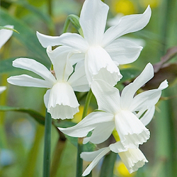 X 250 NARCISSUS TRIANDRUS THALIA 12/14