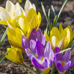 X 100 CROCUS BOTANISCH GEMENGD 5/+