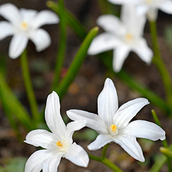 X 250 CHIONODOXA LUCILIAE ALBA 5/+