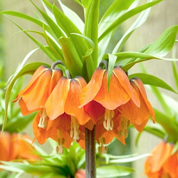 X   25 FRITILLARIA IMP. AURORA 24/+