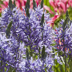 X 100 CAMASSIA LEICHTLINII CAERULEA 14/+