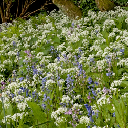 X 100 ALLIUM URSINUM I