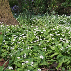 X 100 ALLIUM URSINUM I