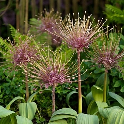 X   25 ALLIUM SCHUBERTII 12/14