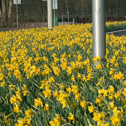 X 100 NARCISSUS RIJNVELDS EARLY SENSATION 12/14
