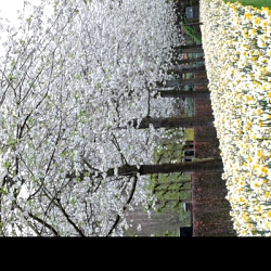 X 100 NARCISSUS GOLDEN ECHO 12/14